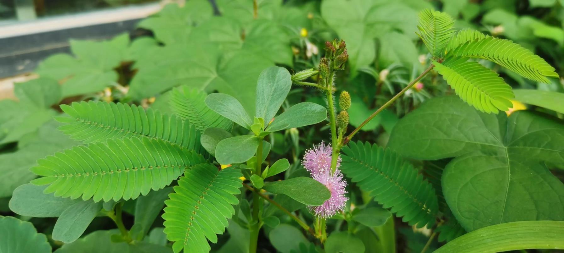 含羞草的花语是什么，含羞草的寓意和象征