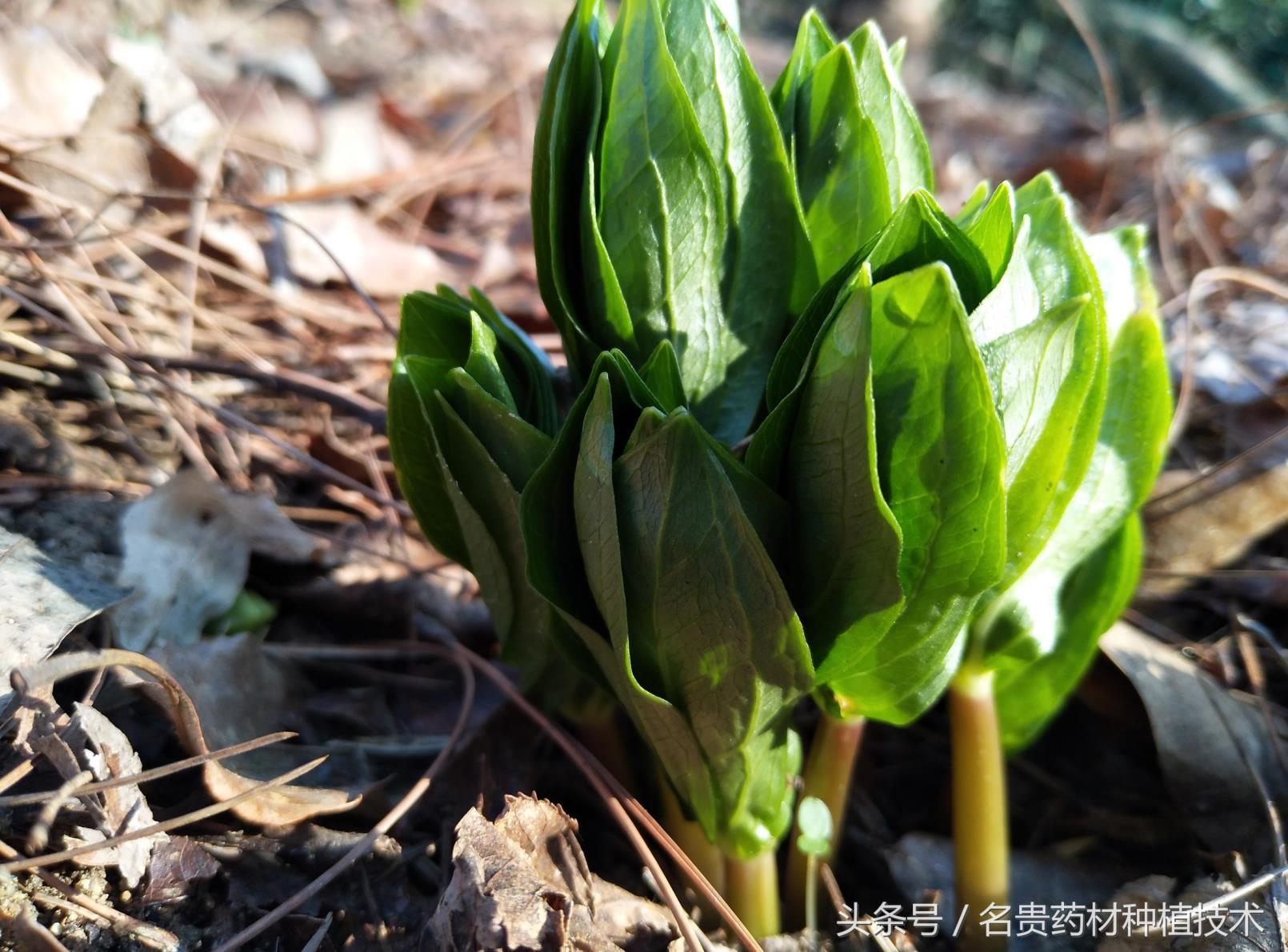 重楼怎么种植才好，栽培重楼的管理技术