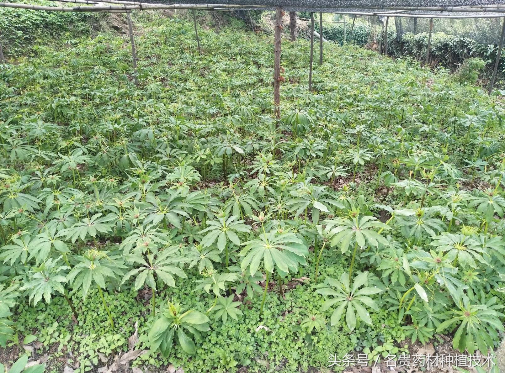 重楼怎么种植才好，栽培重楼的管理技术