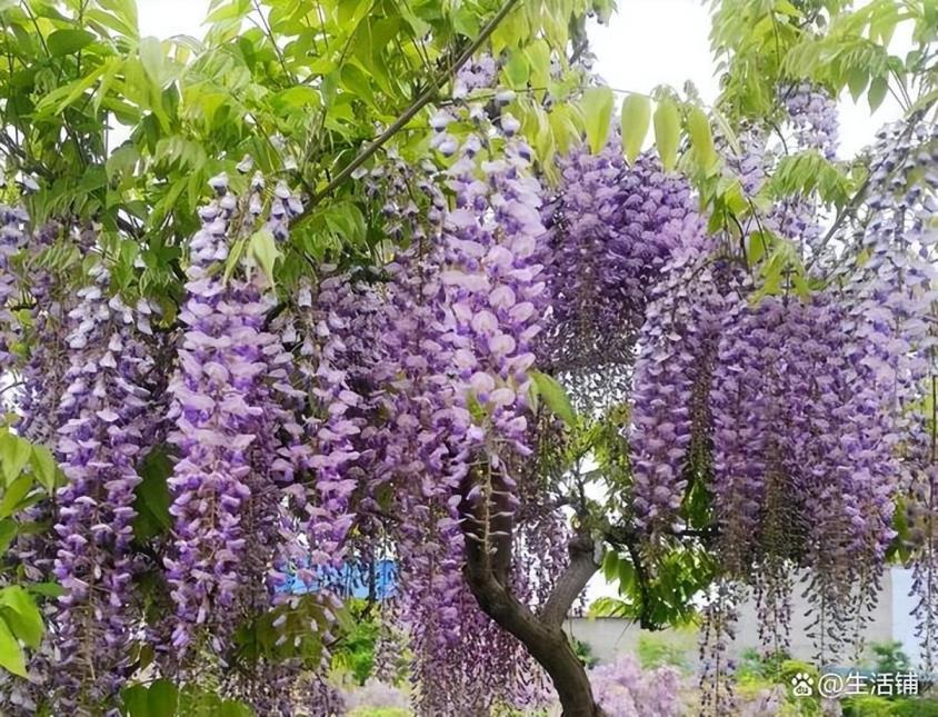 藤萝花什么时候开，有关藤萝花开花时间