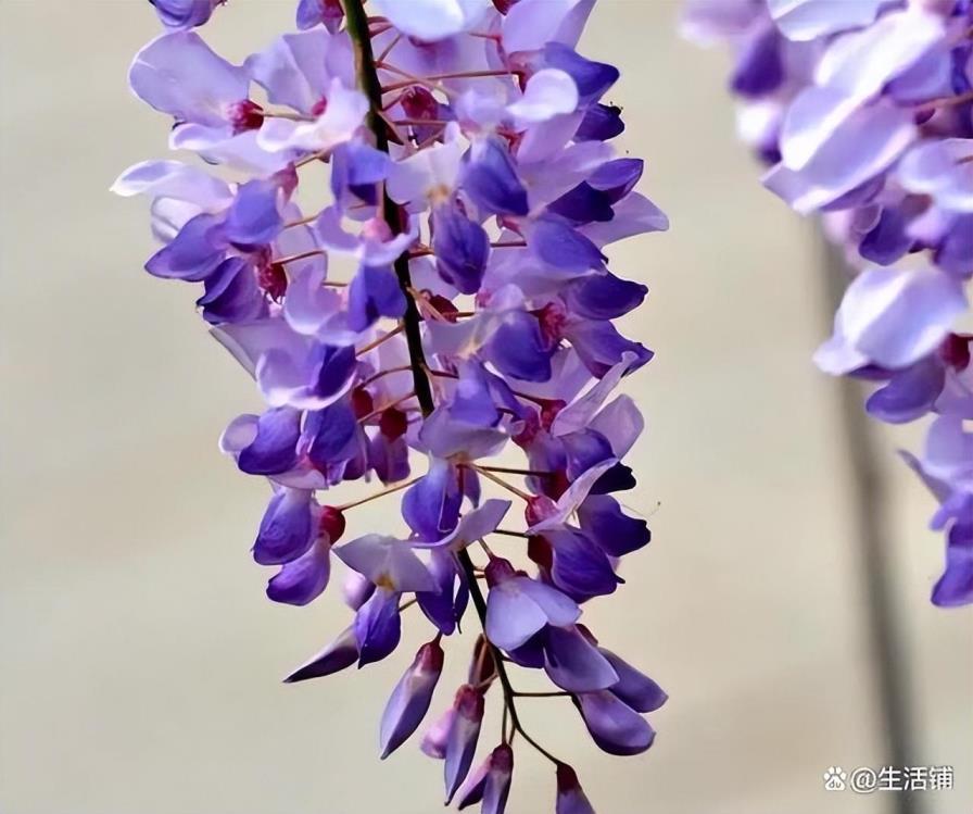 藤萝花什么时候开，有关藤萝花开花时间