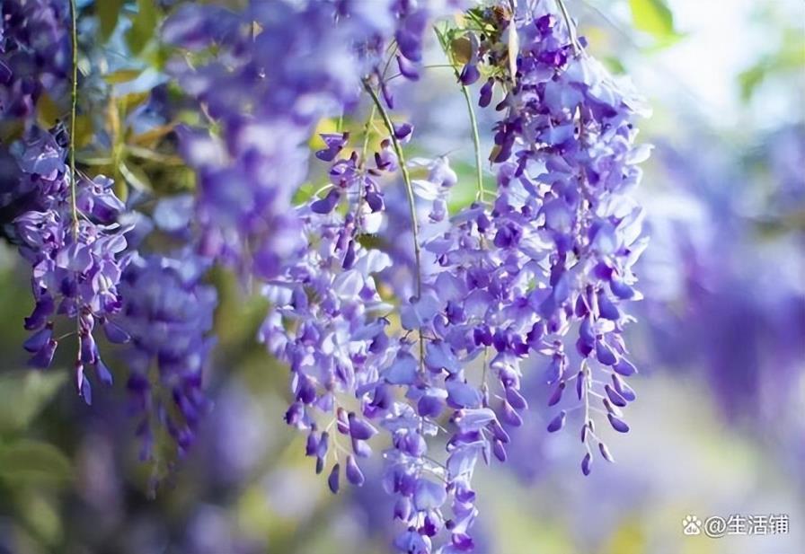 藤萝花什么时候开，有关藤萝花开花时间