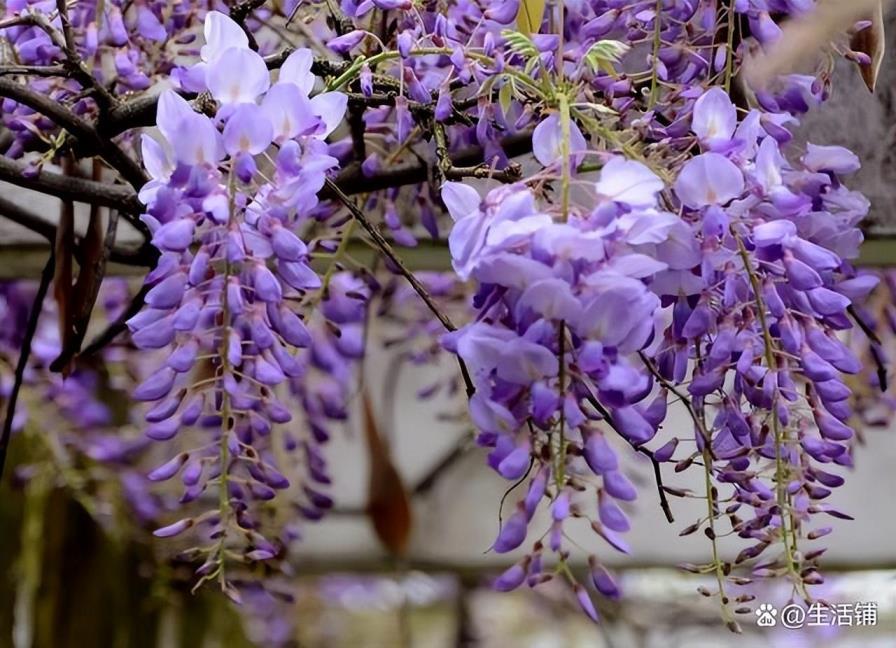 藤萝花什么时候开，有关藤萝花开花时间