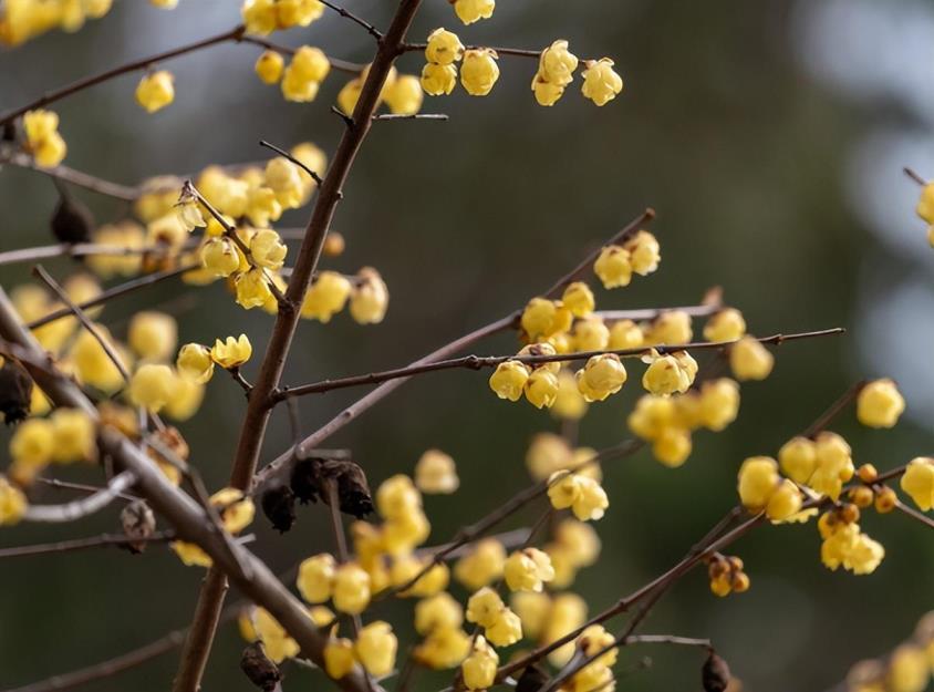 梅花盆景怎么养护，盆栽梅花的养护和管理