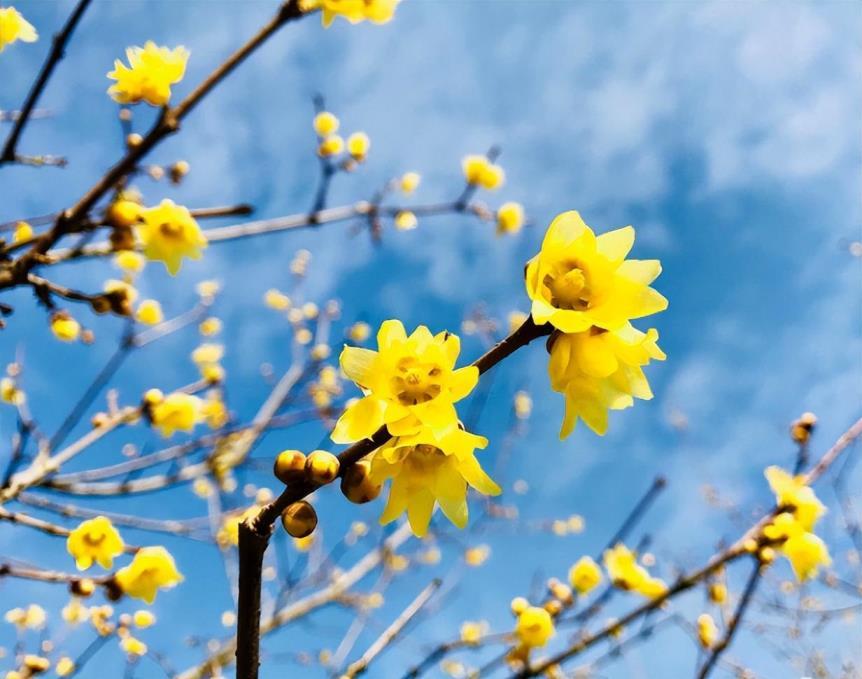 梅花盆景怎么养护，盆栽梅花的养护和管理