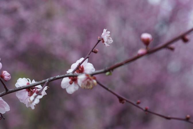 美人梅几月开花结果，关于美人梅开放季节