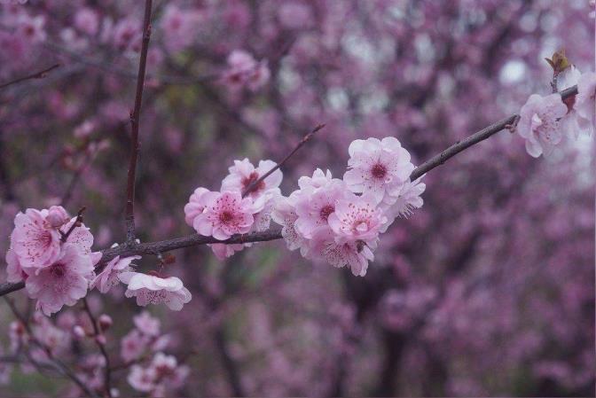 美人梅几月开花结果，关于美人梅开放季节