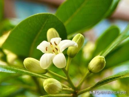 九里香花语是什么意思，浅谈九里香寓意和象征