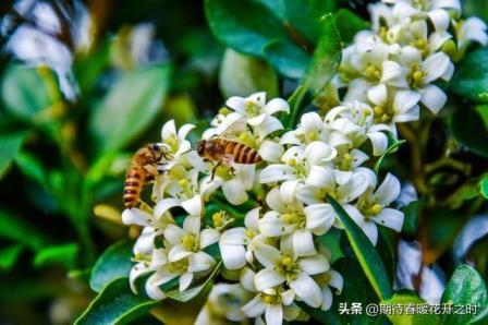 九里香花语是什么意思，浅谈九里香寓意和象征