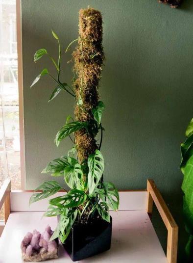 家养藤蔓植物有哪些，室内藤蔓植物品种介绍