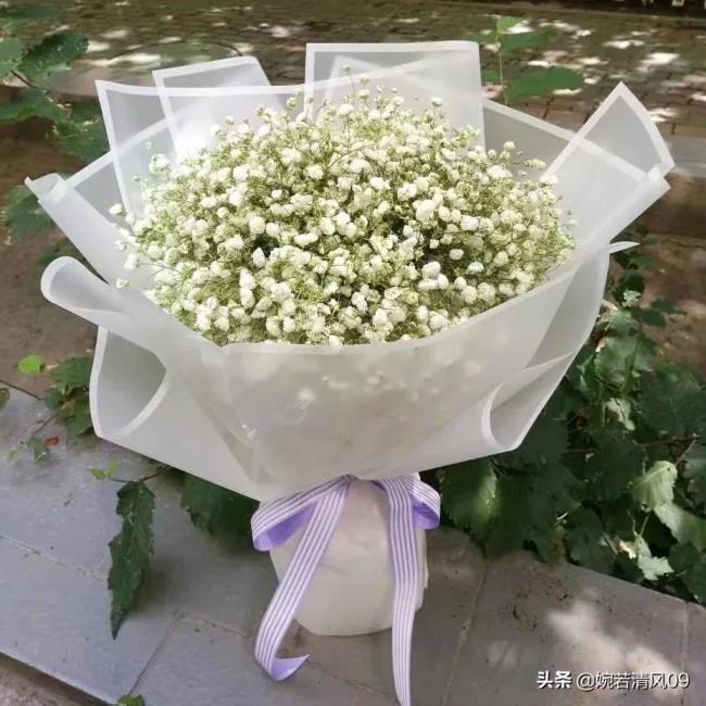 满天星的花语是什么，各色满天星的寓意