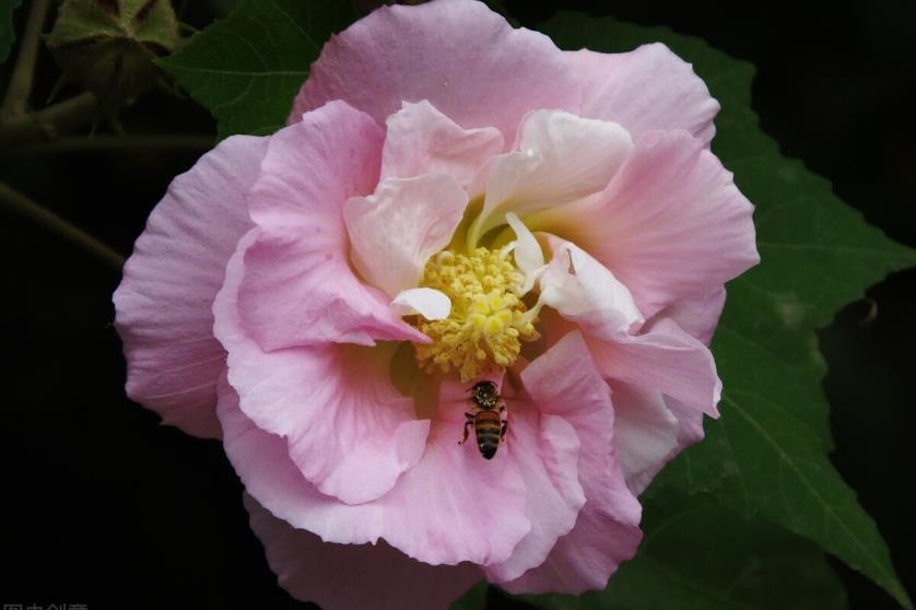 芙蓉花养殖的最佳方法是什么，有关芙蓉花的栽培和管理