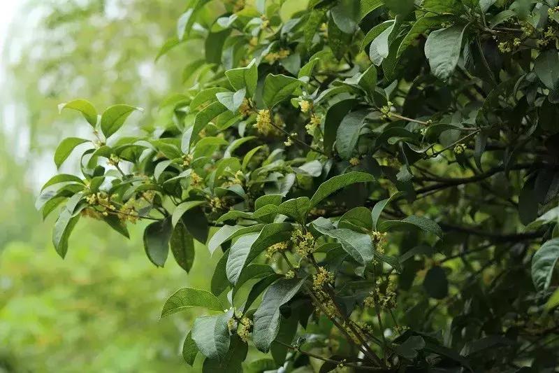 桂花品种介绍大全，最珍稀的桂花种类