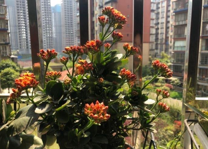 长寿花怎样养才好，分享养长寿花的小窍门