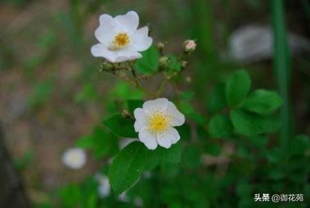 野蔷薇花什么时候开花，野蔷薇开放的时间