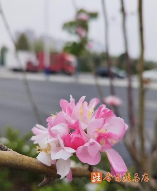 海棠几月份开花，有关海棠花花期简介