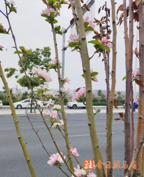 海棠几月份开花，有关海棠花花期简介