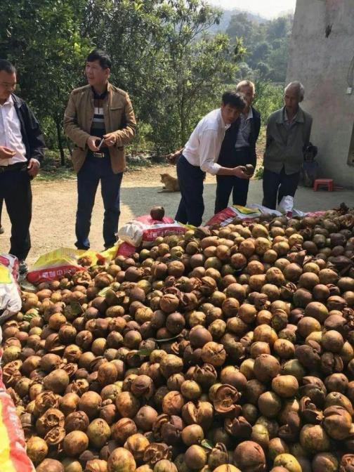 油茶树怎么种植，详解油茶树的栽培管理