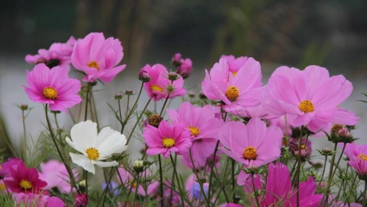 格桑花怎么种植，格桑花的种植方法讲解