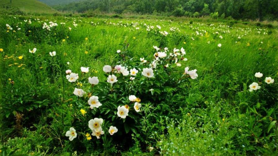 五月份开什么花，5月份常见的花推荐