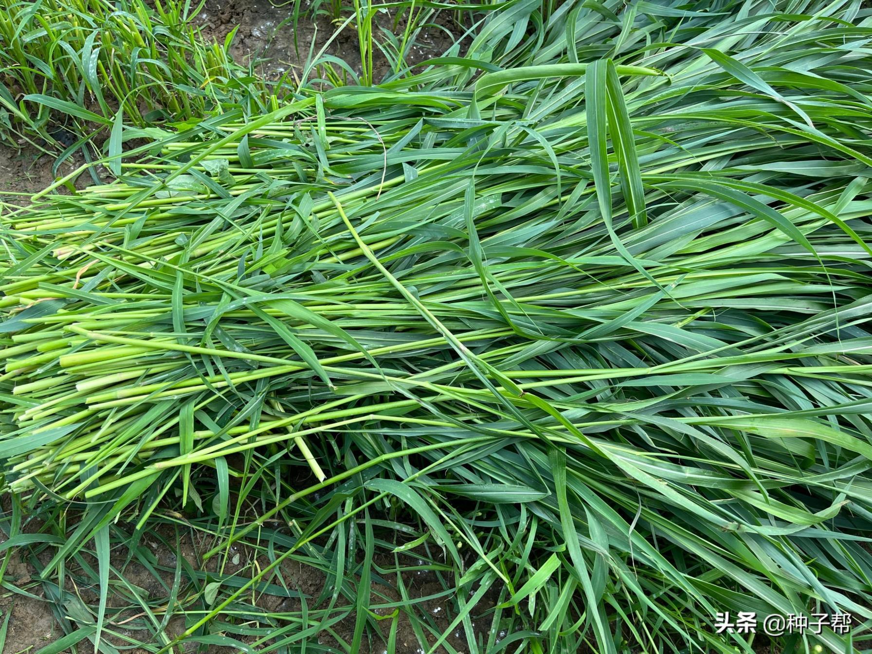 高丹草适合哪里种植，高丹草的种植时间和方法