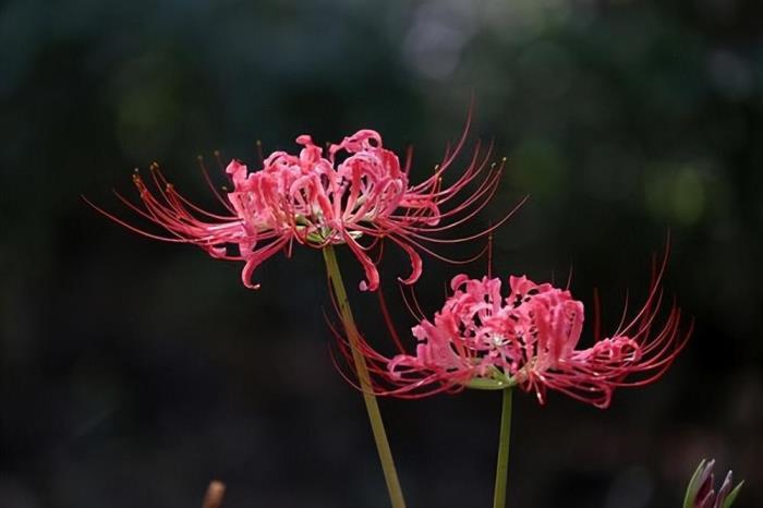 彼岸花怎么种植，彼岸花种植方法和时间