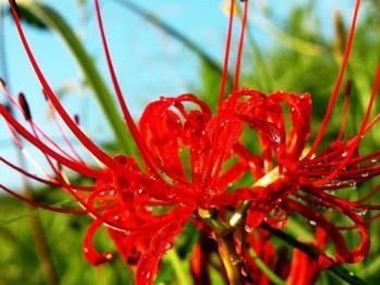 彼岸花怎么种植，彼岸花种植方法和时间