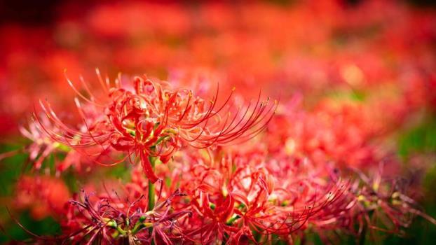 彼岸花怎么种植，彼岸花种植方法和时间