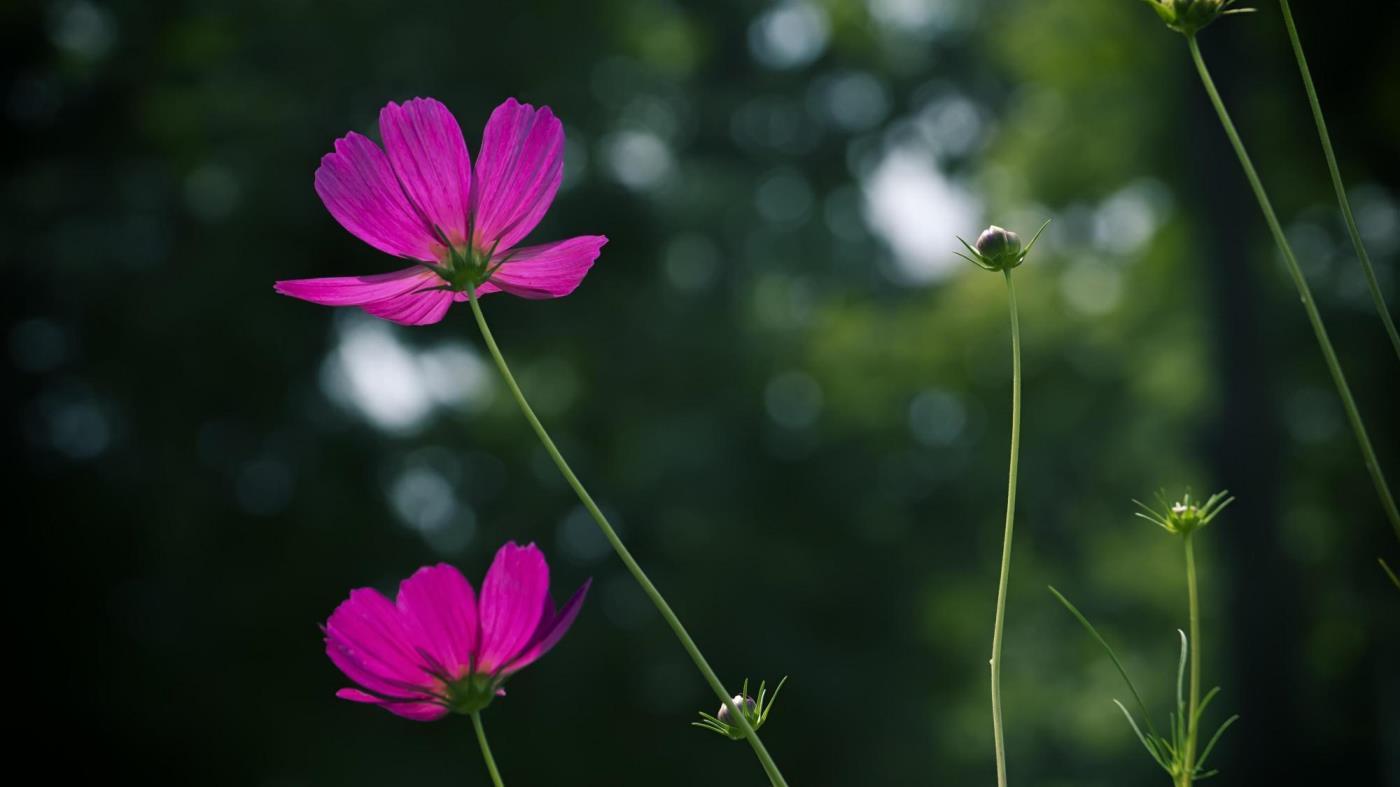 波斯菊一年四季都可以播种吗，了解波斯菊种植时间和方法