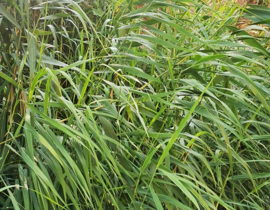 水生植物有哪些种类，盘点五种常见的水生植物