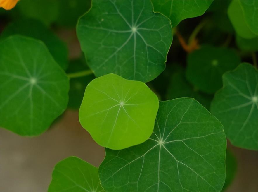 旱莲花怎么养才能粗壮，旱金莲籽的种植方法讲解