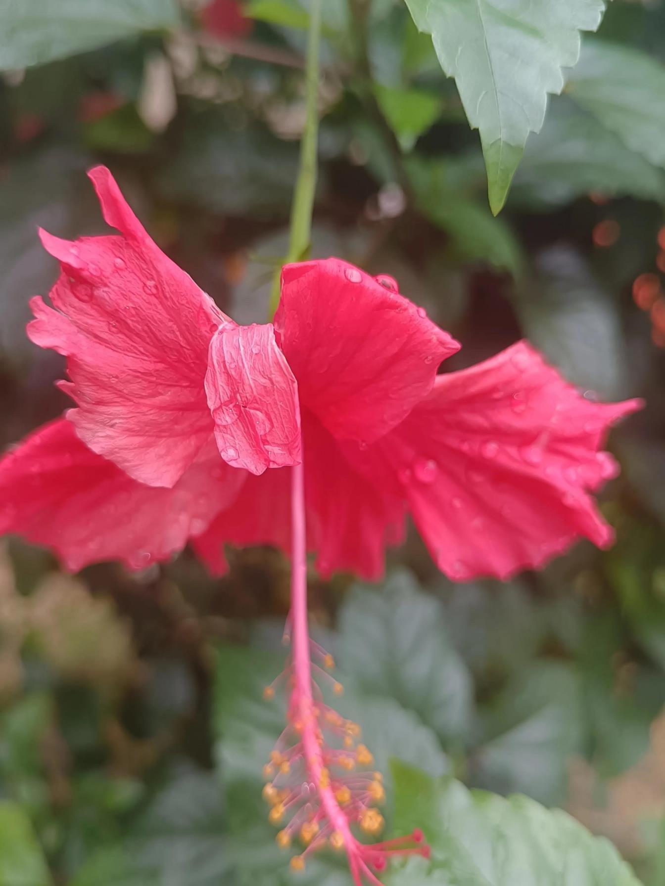 扶桑花的寓意是什么，扶桑花的花语和象征