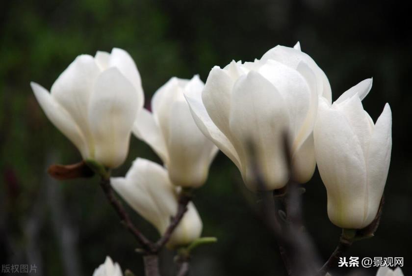 白兰花花期是几月，关于白兰花的养护步骤