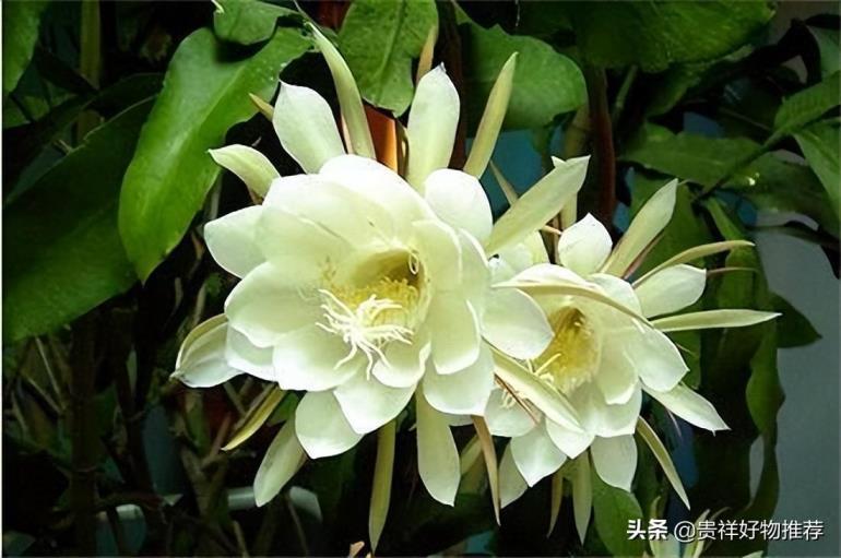 哪些花在夏天开，盘点10种代表夏天的花