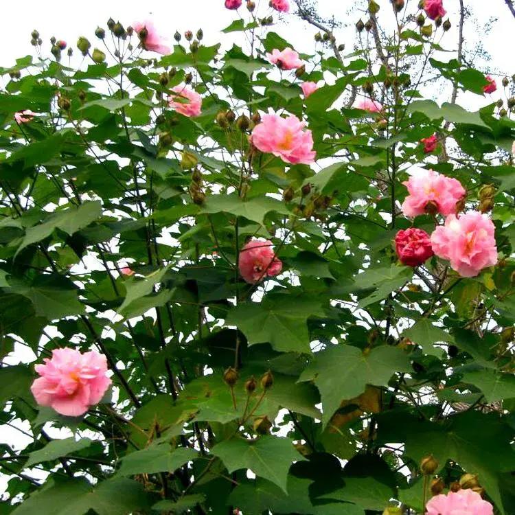 芙蓉花有毒吗怎么养，关于芙蓉花的种植方法