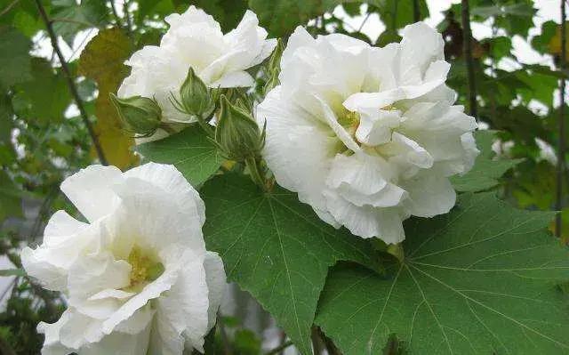 芙蓉花有毒吗怎么养，关于芙蓉花的种植方法