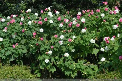 芙蓉花有毒吗怎么养，关于芙蓉花的种植方法