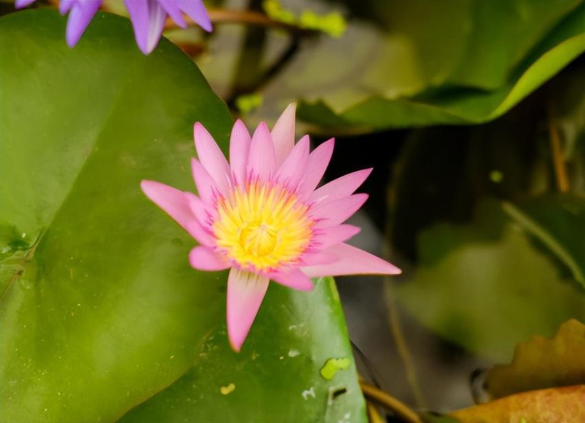 植物靠什么来传播种子，盘点五种植物传播方式