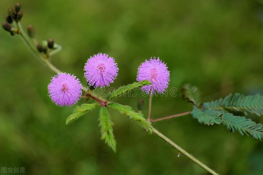 秋季有什么花开，盘点10种代表秋天的植物