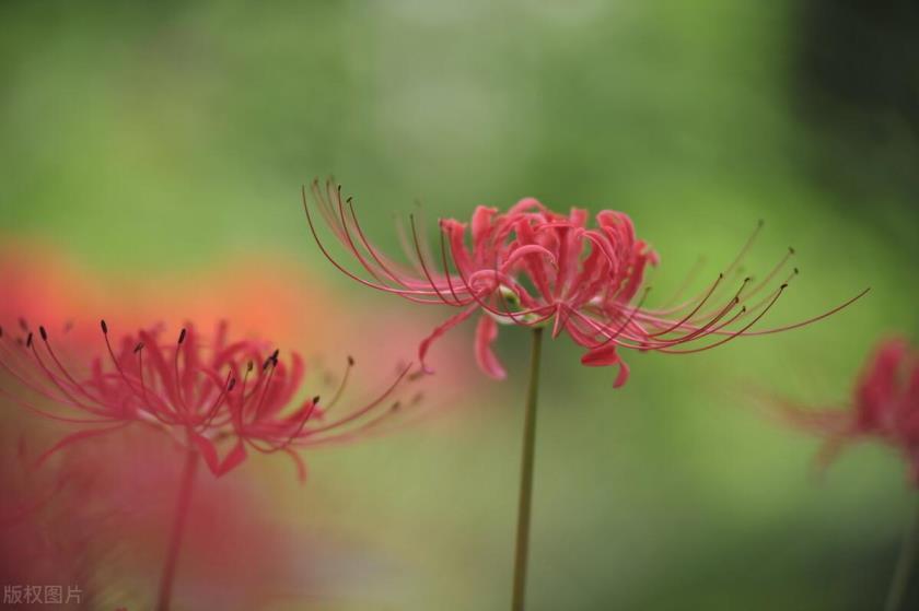 秋季有什么花开，盘点10种代表秋天的植物