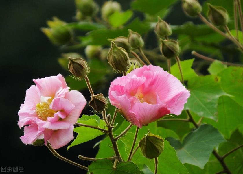 秋季有什么花开，盘点10种代表秋天的植物