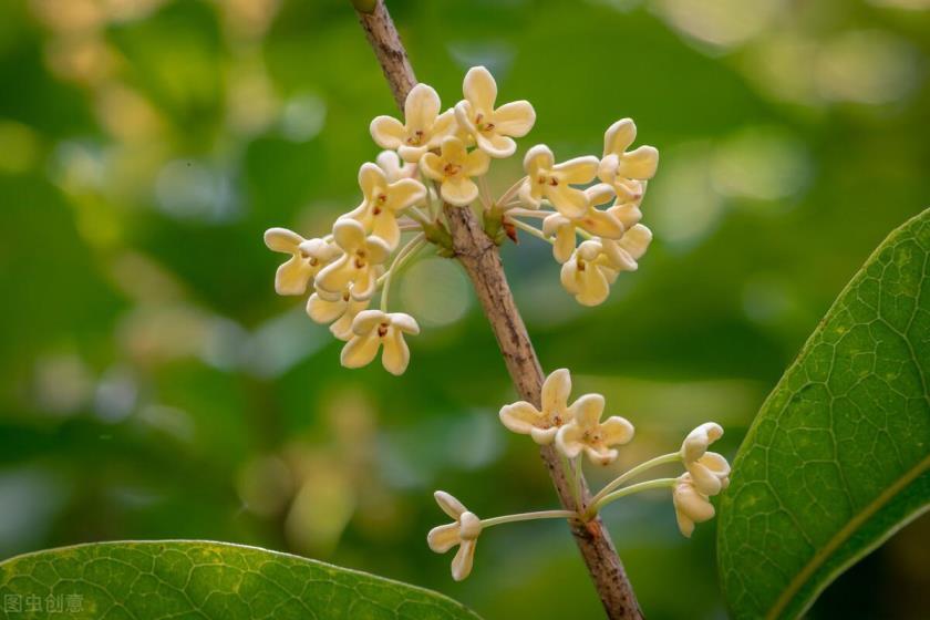 秋季有什么花开，盘点10种代表秋天的植物