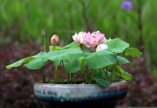 碗莲种植时间和方法，盆栽碗莲的养护窍门