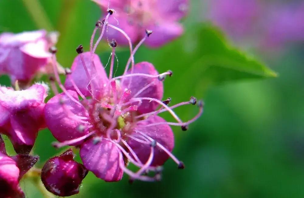 粉花绣线菊花语是什么，简述绣线菊的寓意