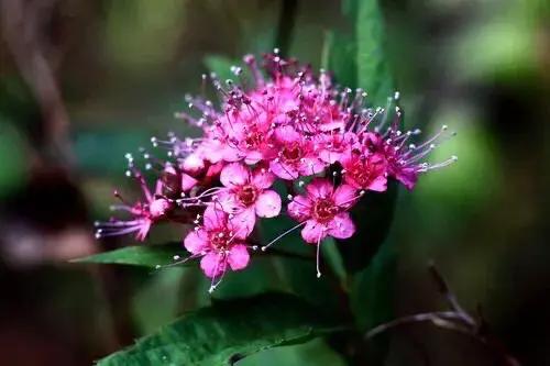 粉花绣线菊花语是什么，简述绣线菊的寓意