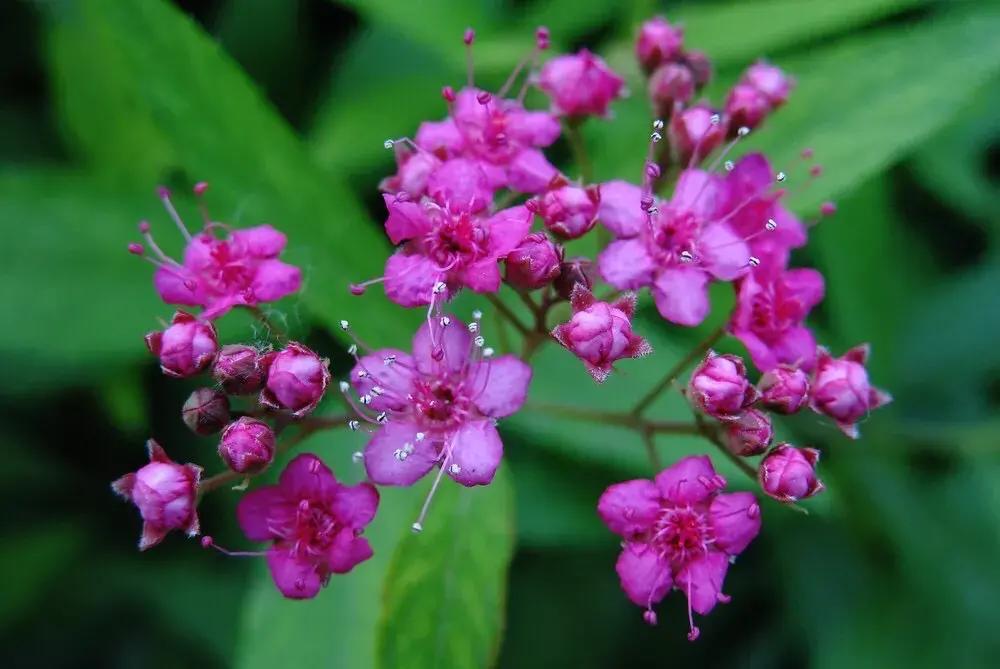 粉花绣线菊花语是什么，简述绣线菊的寓意