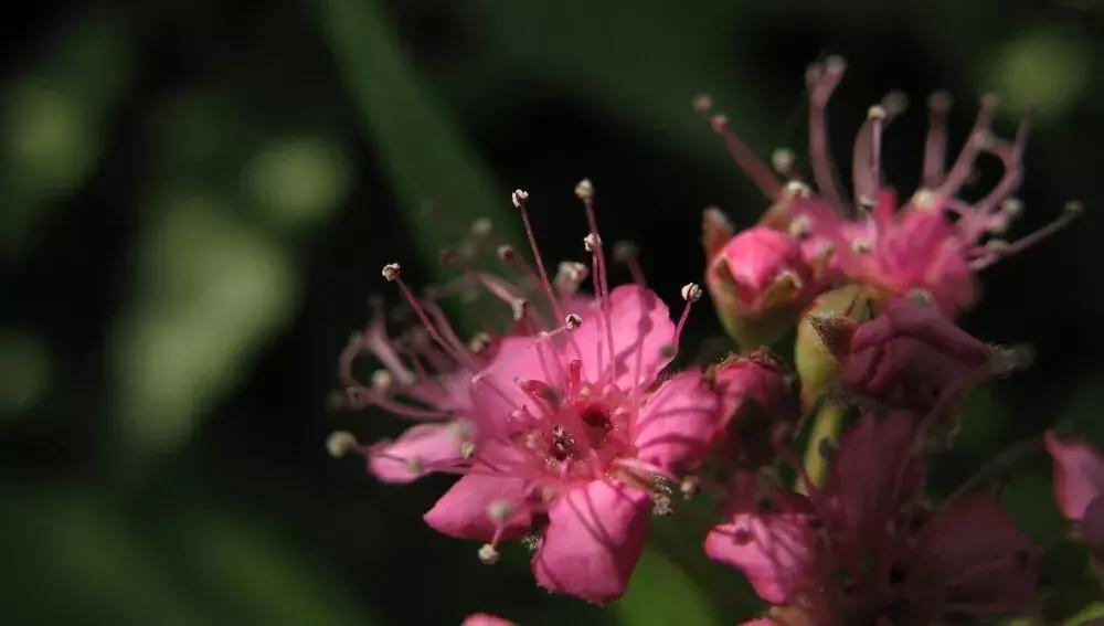 粉花绣线菊花语是什么，简述绣线菊的寓意