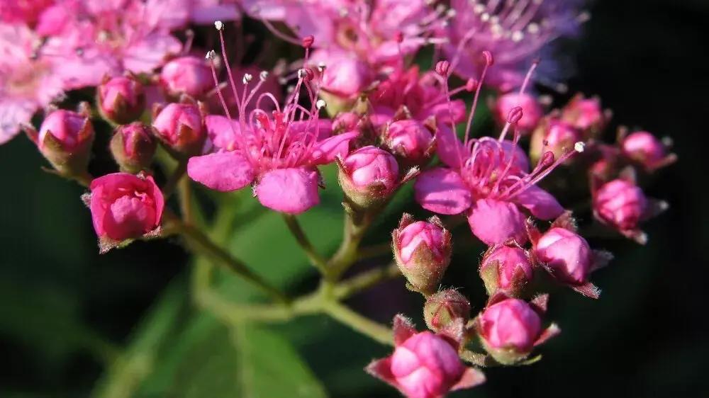 粉花绣线菊花语是什么，简述绣线菊的寓意