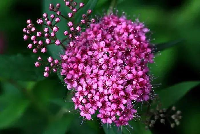 粉花绣线菊花语是什么，简述绣线菊的寓意