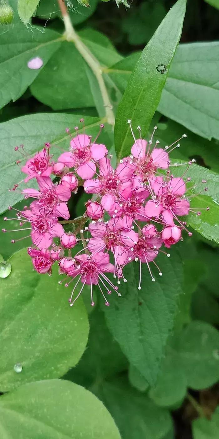 粉花绣线菊花语是什么，简述绣线菊的寓意